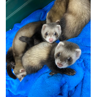 Ferret