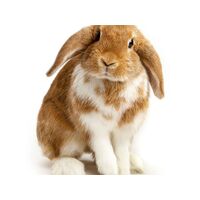 Dwarf Lop Eared Rabbit