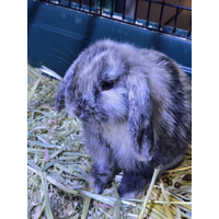 Dwarf Lop Eared Rabbit