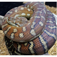 Bredli Carpet Python Hatchling