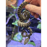 Coastal Carpet Python
