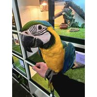 Handreared Blue & Gold Macaw