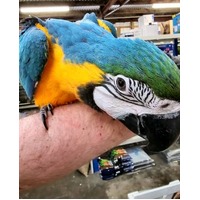 Handreared Blue & Gold Macaw