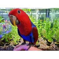 Handreared Female Eclectus Parrot