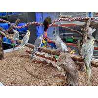 Handreared Cockatiel