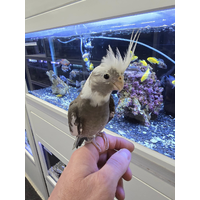 Handreared Cockatiel