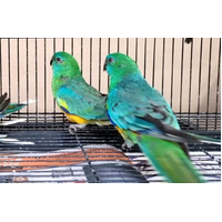 Red Rumped Parrot