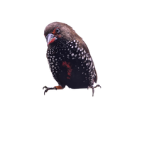 Painted Finch Emblema