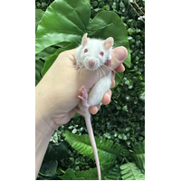 Pet Rat