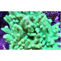 Sinularia Coral