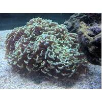 Assorted Hammer Coral SOLD PER HEAD