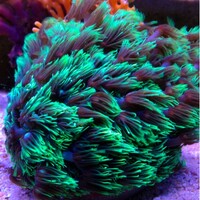 Golfball Goni Coral