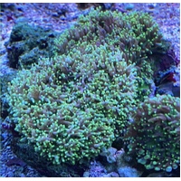 Fluffy Morph Coral Sold Per Polyp