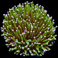 Heliofungia Coral