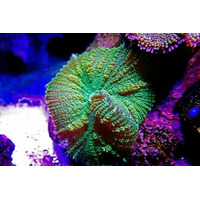 Persian Rug Coral SOLD PER POLYP