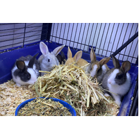 Flemish Giant Rabbit