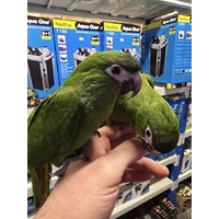 Handreared Hahn's Macaw