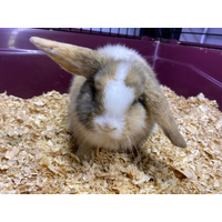 Mini Lop Eared Rabbit