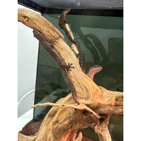 Marbled Gecko