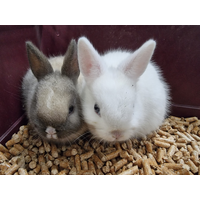 Netherland Dwarf Rabbit