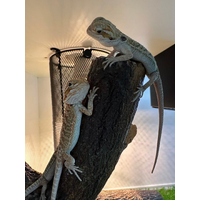 Bearded Dragon Hypo 