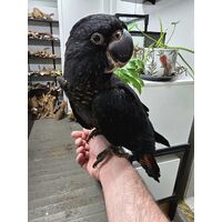 Handreared Red-Tailed Black Cockatoo