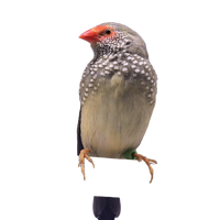 Star Finch