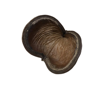 Blackwater Badam Pod Botanical