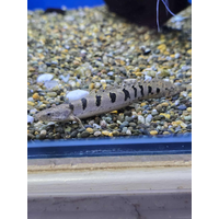 Delhezi Bichir