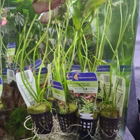 Banana Lily In Pot