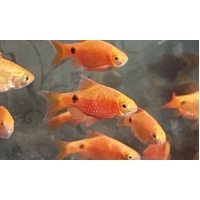 Rosy Barb (feeder fish) 