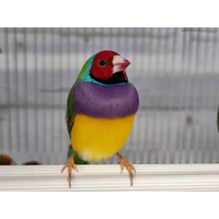 Gouldian Finch