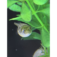 Freshwater Fahaka Puffer Fish 