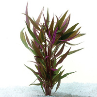 Telanthera 5cm Pot