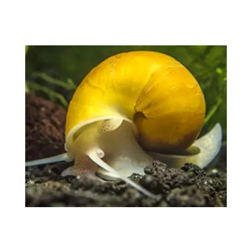 Gold Mystery Snail Small