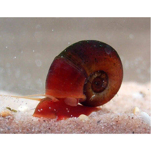 Red Ramshorn Snail