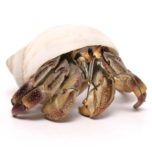 Hermit Crab Medium