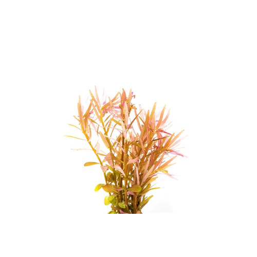 Rotala Vietnam H'ra