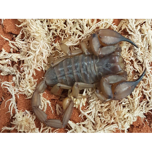 Flinders Ranges Scorpion Medium