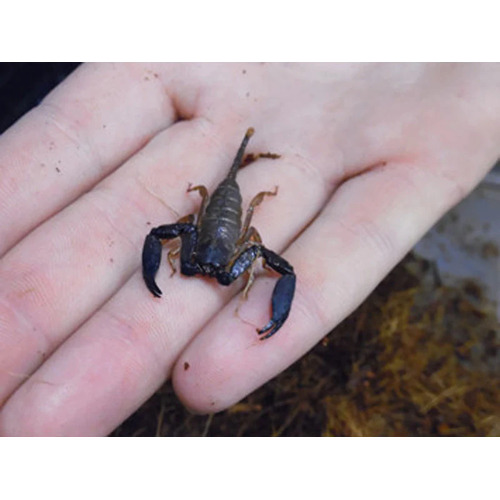 Rainforest Scorpion Medium