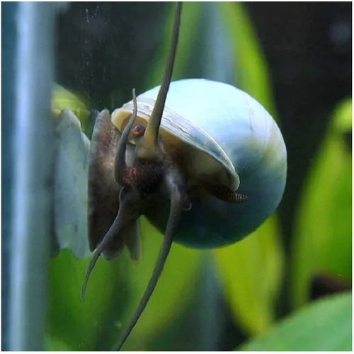 Blue Mystery Snail Large