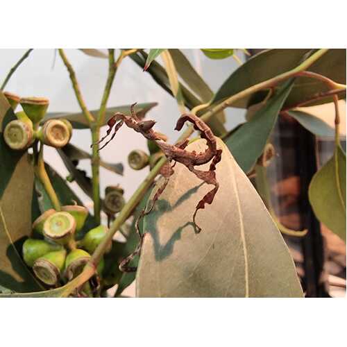 Spiny Leaf Stick Insect