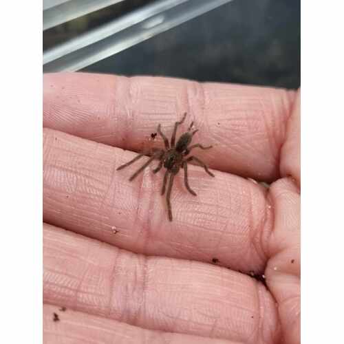 Phlogius Cooktown Goliath Sling