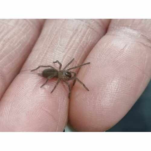 Selenotypus Champange Robusta