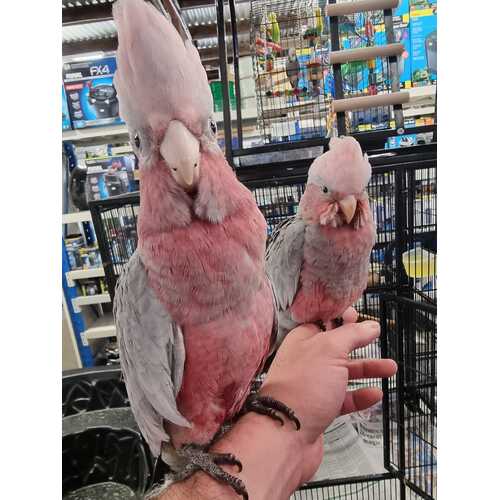 Handreared Galah - Captive Bred