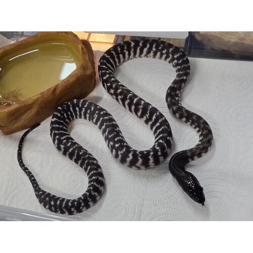 Axanthic Black Headed Python