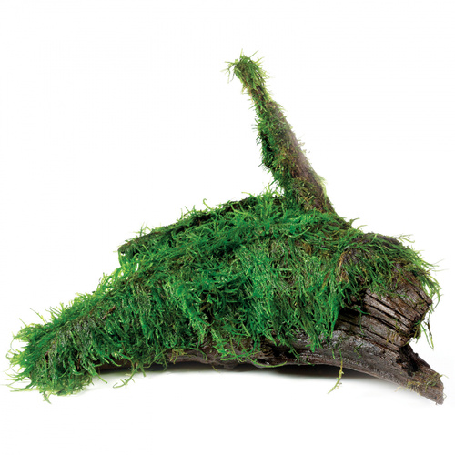 Fontinalis On Driftwood Medium - Java Moss