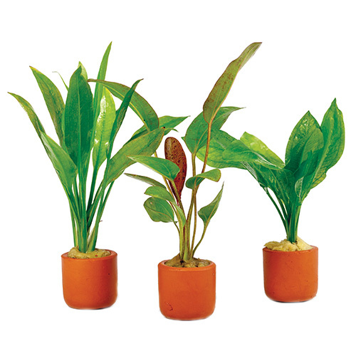3 Pack Assorted Crypt In Terracotta 3Cm Pot