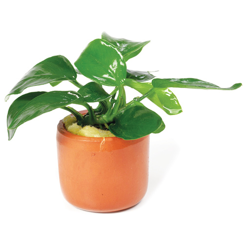 Anubias Assorted - 3Cm Terracotta Pot - Live Plant