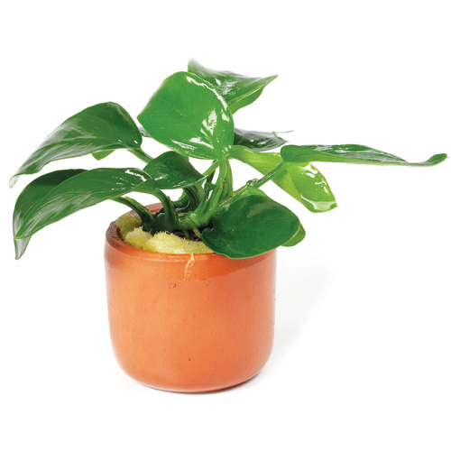 Anubias Assorted - 3Cm Terracotta Pot - Live Plant